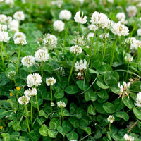 Ladino White Clover seeds ready for planting in home gardens and lawns