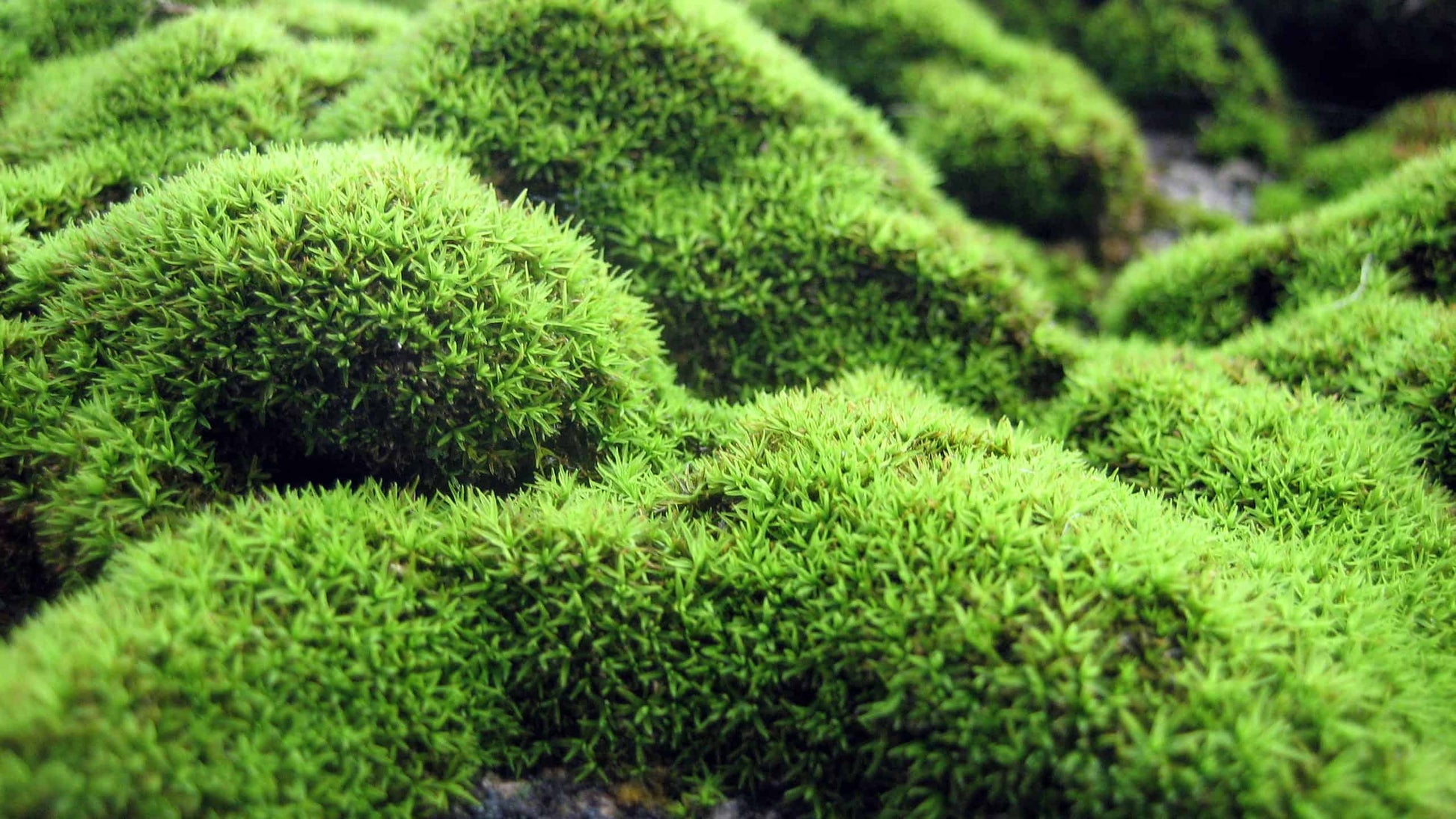 Dense Irish Moss foliage growing along a decorative garden pathway.