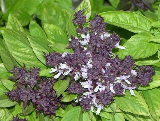 Packet of Siam Queen Thai Basil seeds for planting