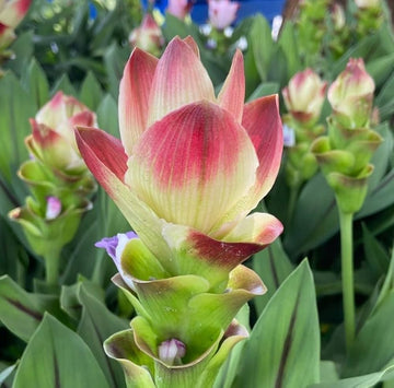 Siam Tulip flower seeds for planting in home gardens and flower beds.