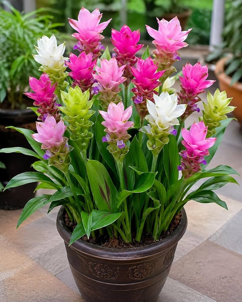 Siam Tulip ornamental flower seeds for tropical gardens and landscape planting.