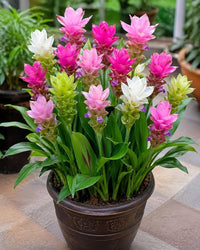 Siam Tulip ornamental flower seeds for tropical gardens and landscape planting.