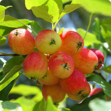 Siberian crabapple seeds Malus siberica tree with white spring blossoms