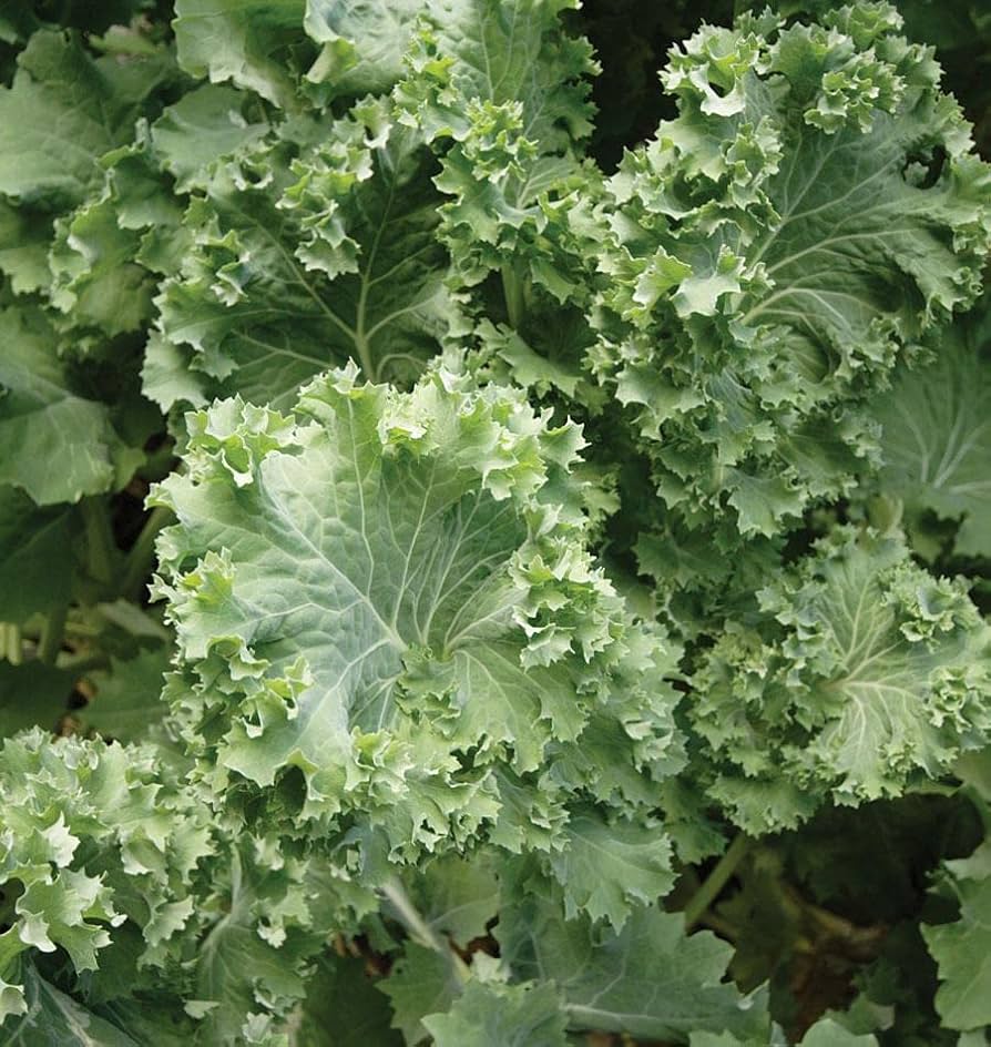 Siberian Kale Growing in Home Vegetable Garden