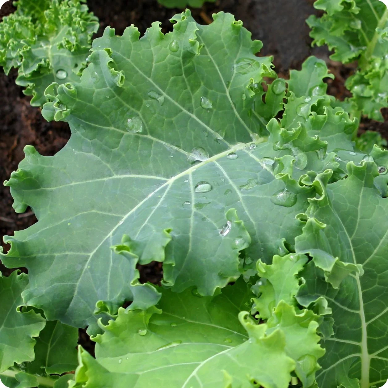 Siberian Kale Vegetable Seeds for Planting