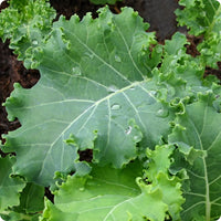 Siberian Kale Vegetable Seeds for Planting