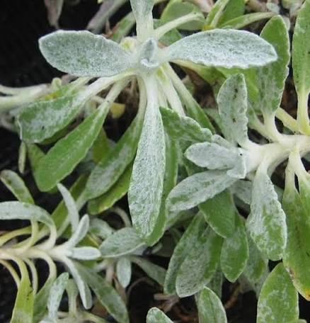 Heirloom Sideritis Scardica growing in a sunny herb garden