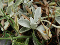 Sideritis Scardica herb seeds suitable for home gardens and container planting
