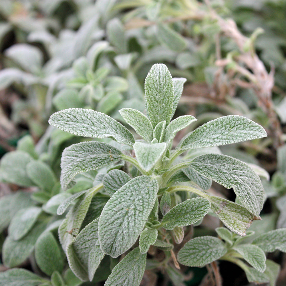 Perennial Sideritis Scardica herb plant with healthy green foliage