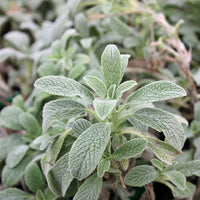 Perennial Sideritis Scardica herb plant with healthy green foliage