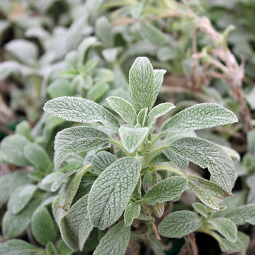 Perennial Sideritis Scardica herb plant with healthy green foliage