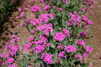 Catchfly Flower seeds for Planting Garden Favorite Heirloom & GMO Free Seeds for Home Garden