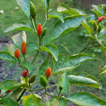 Siling Labuyo Filipino Bird's Eye Chili Pepper Seeds