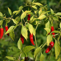 Fresh Siling Labuyo Bird's Eye Chili Peppers