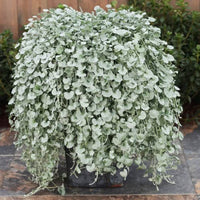 Silver Falls Dichondra seeds for planting in hanging baskets and containers.