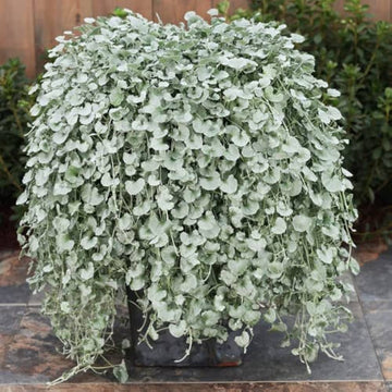 Silver Falls Dichondra seeds for planting in hanging baskets and containers.