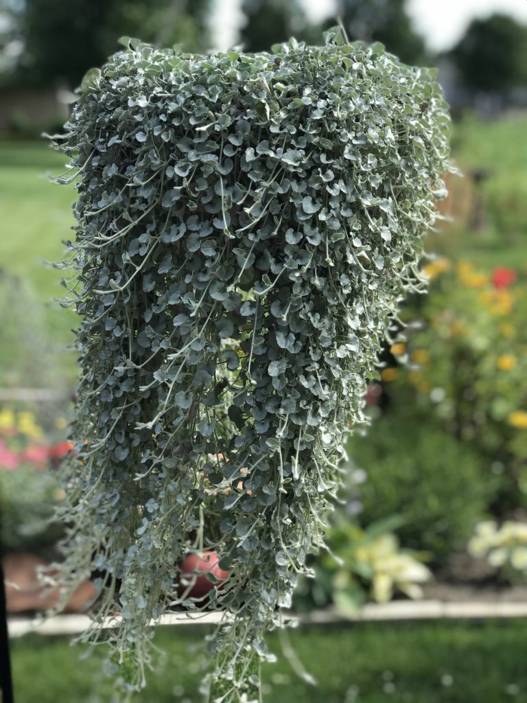 Silver Falls trailing ornamental plant seeds for home gardens and raised beds.