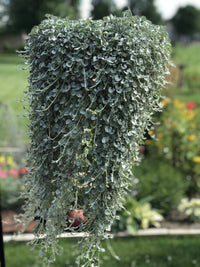 Silver Falls trailing ornamental plant seeds for home gardens and raised beds.
