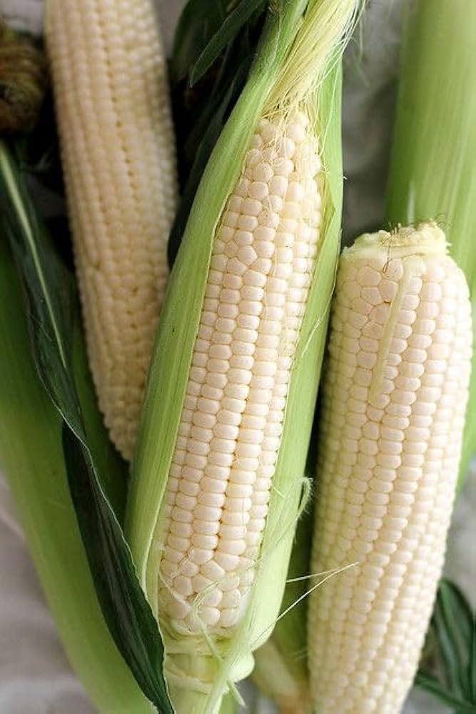 Silver Queen Sweet Corn Seeds for Planting – Heirloom Non-GMO White Sweet Corn Vegetable Seeds
