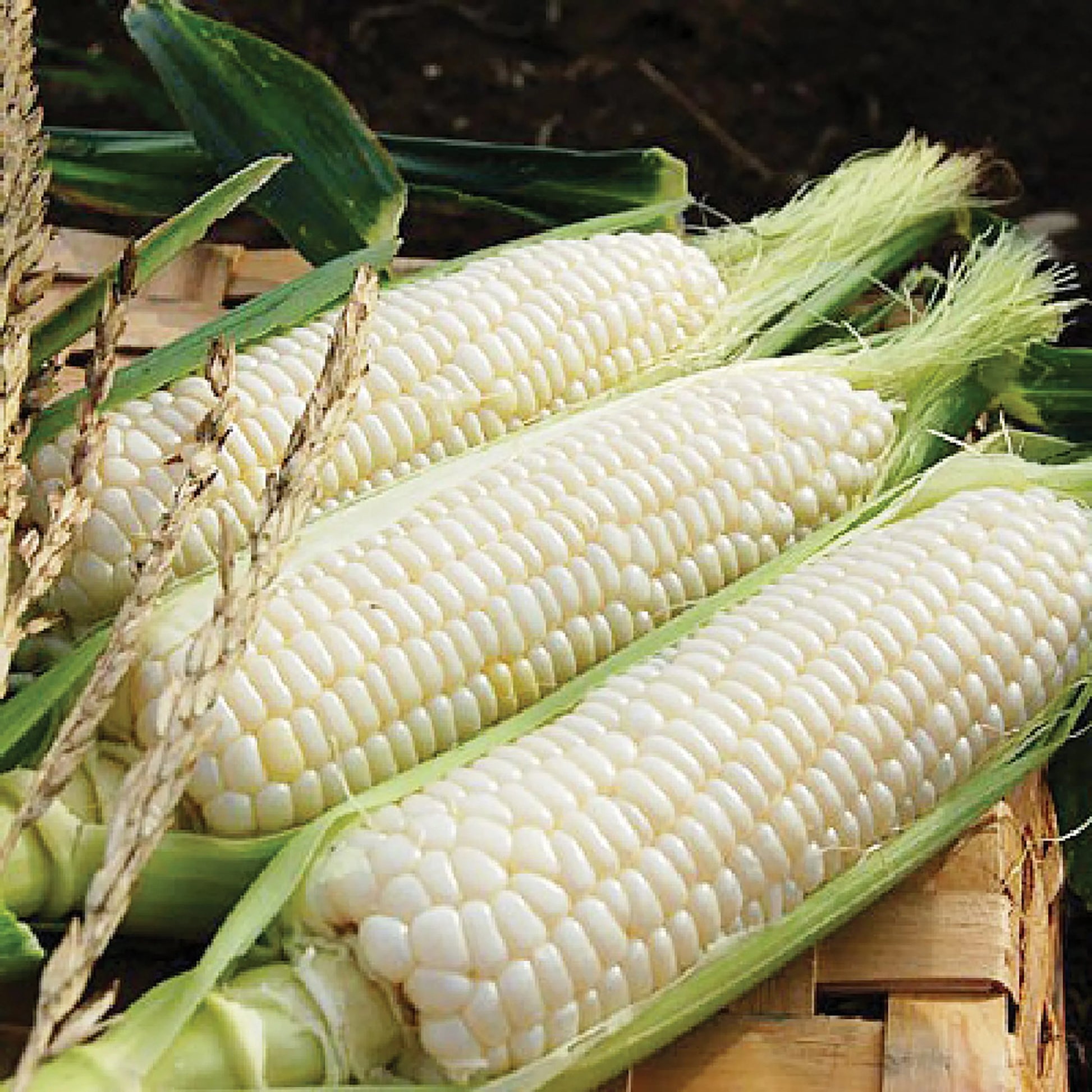 Silver Queen Sweet Corn Seeds for Planting