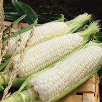 Silver Queen Sweet Corn Seeds for Planting