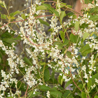 Silver Lace Vine with fragrant white summer blooms