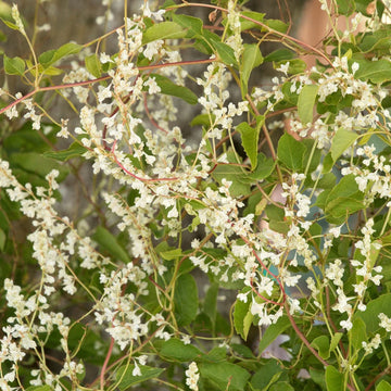 Silver Lace Vine with fragrant white summer blooms