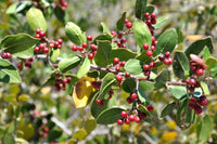 Simmondsia chinensis Jojoba seeds for planting in home gardens and landscapes.