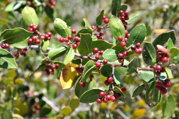 Simmondsia chinensis Jojoba seeds for planting in home gardens and landscapes.