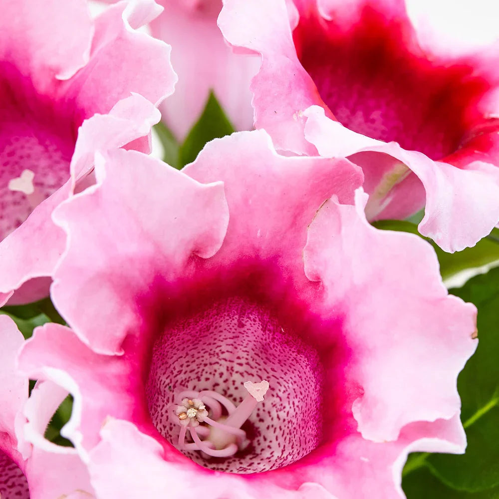 Sinningia White Gloxinia Seeds For Planting