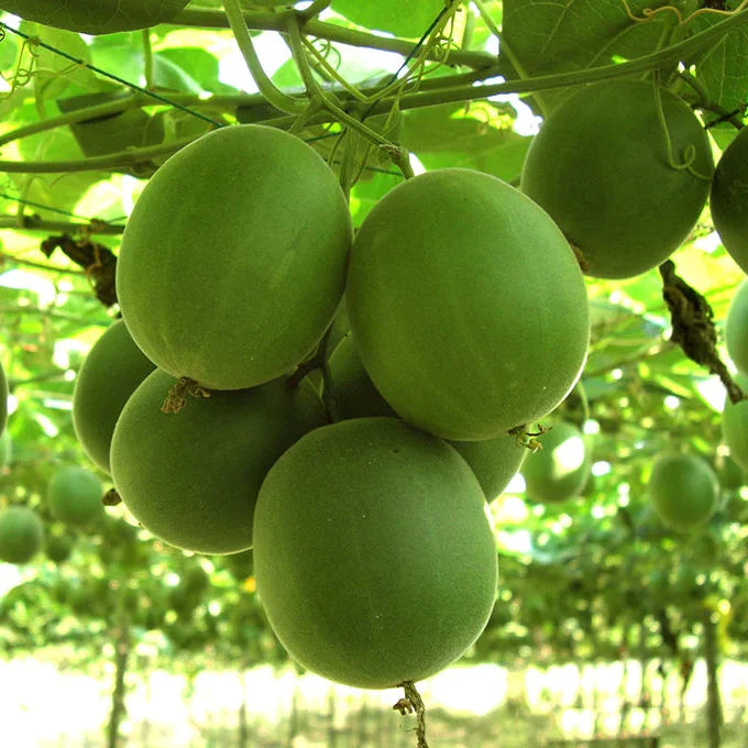 Siraitia grosvenorii fruit seeds suitable for raised beds and containers.