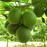 Siraitia grosvenorii fruit seeds suitable for raised beds and containers.
