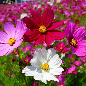 Sixfold Flower Seeds for vibrant garden planting