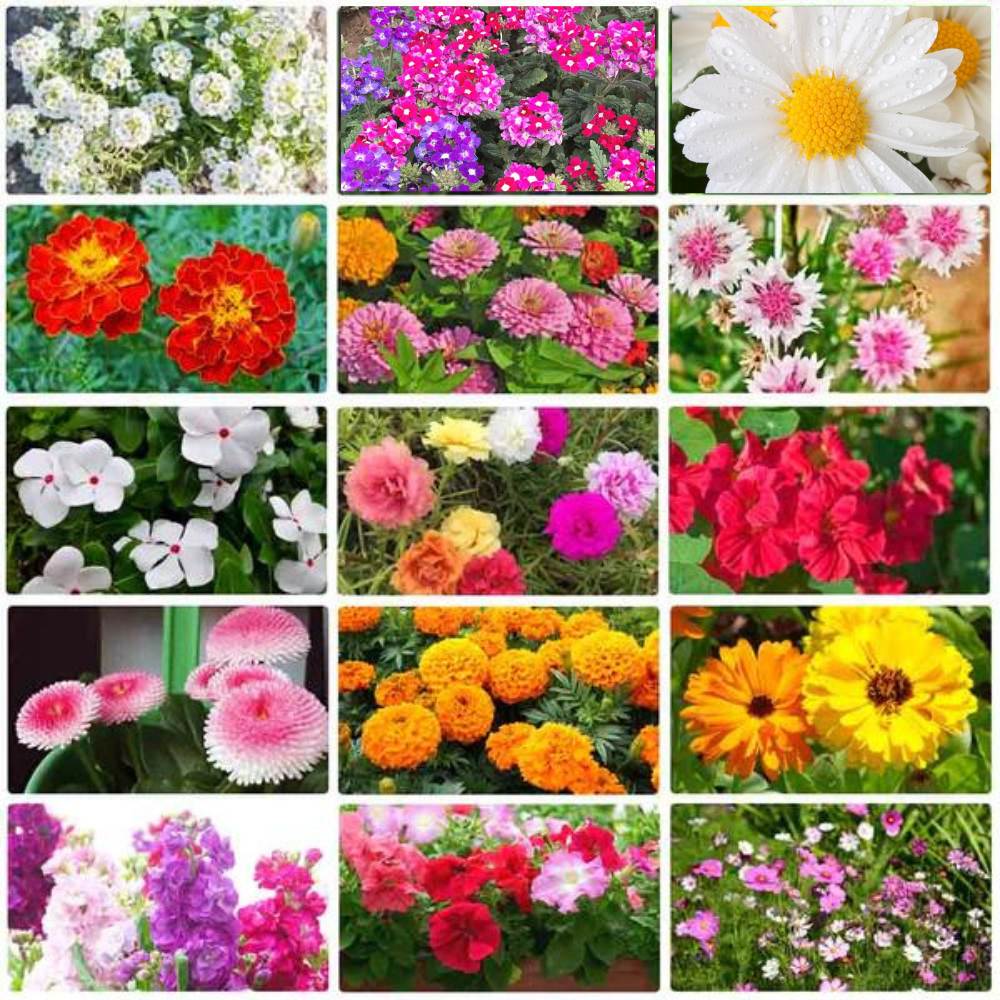 Sixfold Garden Flower Mix for easy planting