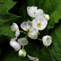Skeleton Flower ornamental seeds for raised beds and shaded landscapes.