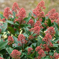 Skimmia Japonica Rubella evergreen ornamental garden plant