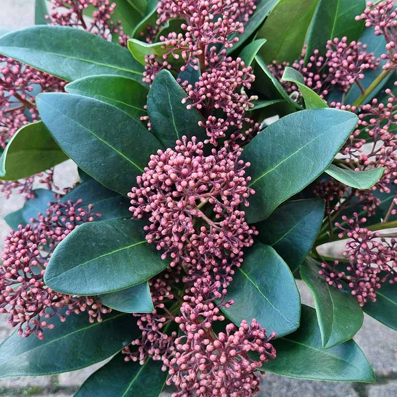 Skimmia Japonica Rubella plant with reddish flower buds