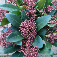 Skimmia Japonica Rubella plant with reddish flower buds