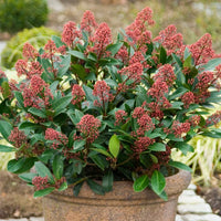 Skimmia Japonica Rubella plant seeds for garden planting