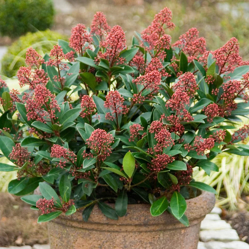 Skimmia Japonica Rubella plant seeds for garden planting