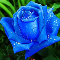 Sky Blue Climbing Roses Flower Seeds