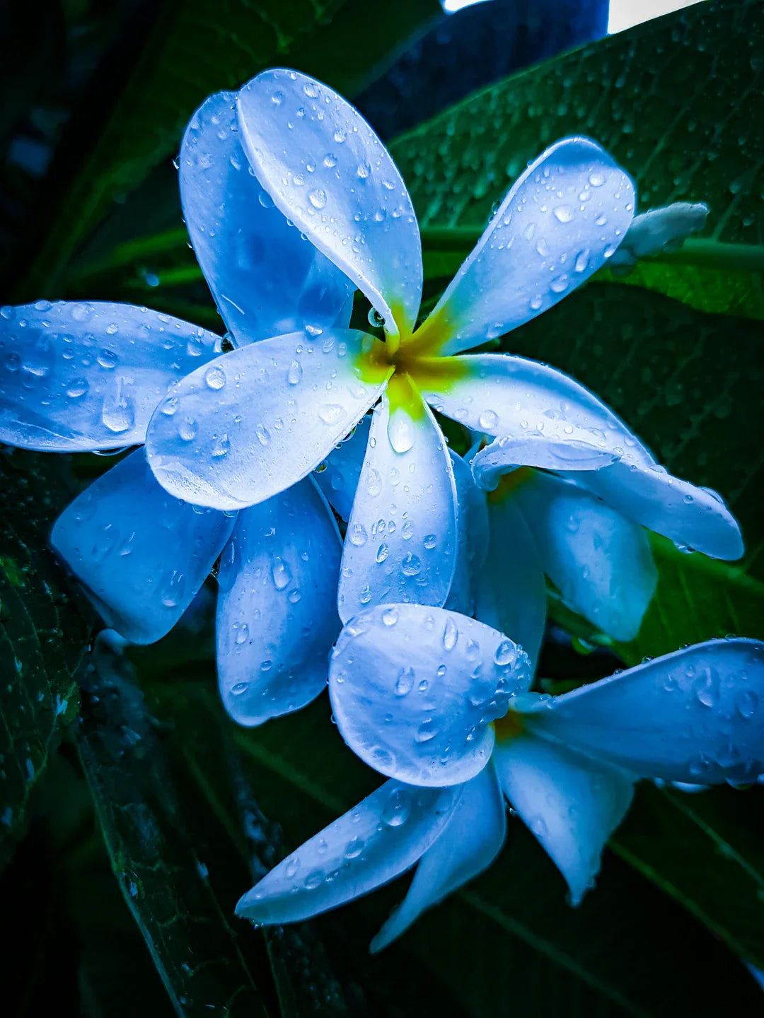 Sky Blue Frangipani flower seeds for planting in home gardens.