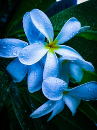 Sky Blue Frangipani flower seeds for planting in home gardens.