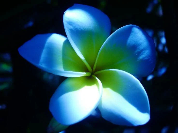 Sky Blue Frangipani seeds for growing ornamental flowering plants.