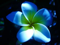 Sky Blue Frangipani seeds for growing ornamental flowering plants.