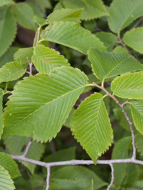 Mature Slippery Elm tree growing in a park or woodland landscape.