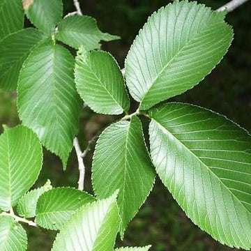 Slippery Elm tree seeds for planting in home gardens and landscapes.