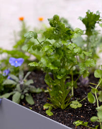 Slow Bolt Cilantro Plants with Fresh Green Leaves
