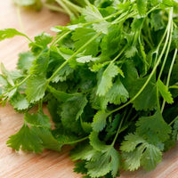 Slow Bolt Cilantro Seeds for Home Herb Gardens