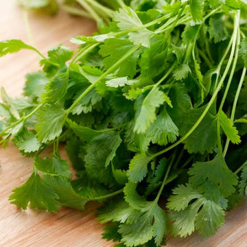 Slow Bolt Cilantro Seeds for Home Herb Gardens